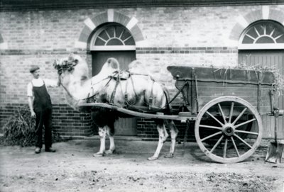 Un chameau de Bactriane tirant une charrette à fumier au zoo de Londres, 1913 - Frederick William Bond